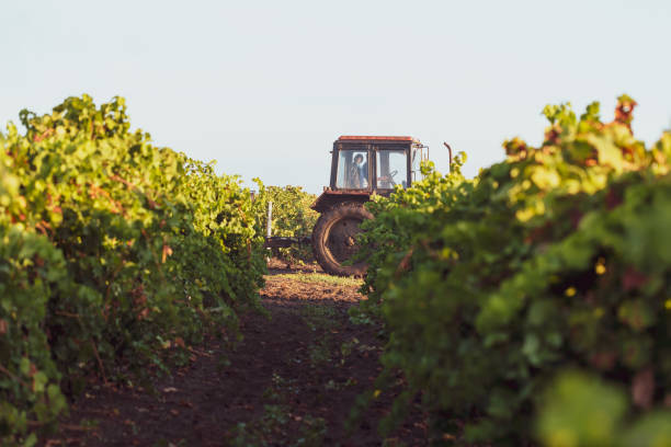 istock Farm tractor at the vineyard. 1044703732