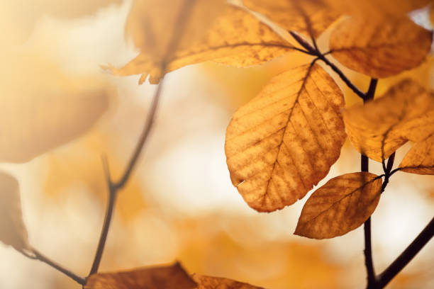 istock Beautiful autumn leaves with sunlight and blurry bokeh background. 1044703992