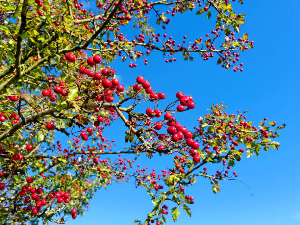 Sutton Park UK Red hawthorn berries on background blue sky in Sutton Park, UK. sutton park stock pictures, royalty-free photos & images
