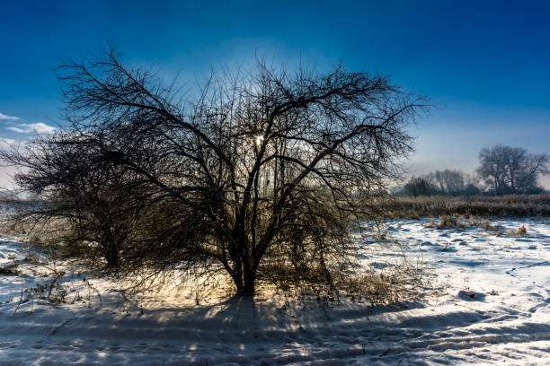 arbre solitaire dans le paysage d’hiver avec un ciel coucher de soleil, scène de mauvaise humeur - tranquil scene tree sunset snow photos et images de collection