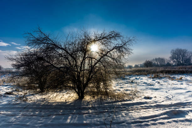 arbre solitaire dans le paysage d’hiver avec un ciel coucher de soleil, scène de mauvaise humeur - tranquil scene tree sunset snow photos et images de collection