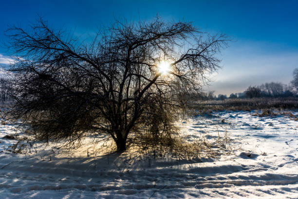 arbre solitaire dans le paysage d’hiver avec un ciel coucher de soleil, scène de mauvaise humeur - tranquil scene tree sunset snow photos et images de collection