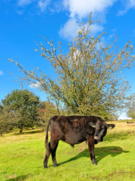 Sutton Park UK Bull on background blue sky and wild apple tree in Sutton Park, UK. sutton park stock pictures, royalty-free photos & images