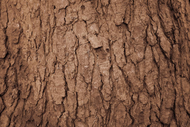 istock Close up of Old brown tree Bark,background texture. 1044711938