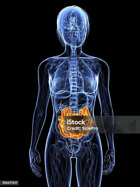 Female Intestine Stock Photo - Download Image Now - Adult, Anatomy, Biology