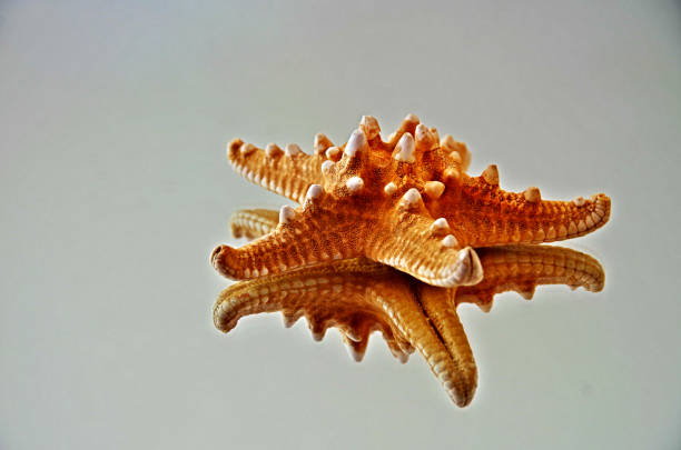 istock Sea Star In The Mirror 1044715902