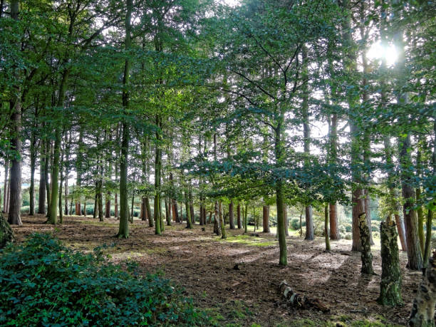 Sutton Park UK The sun shines through the deciduous trees, in Sutton Park, UK. sutton park stock pictures, royalty-free photos & images