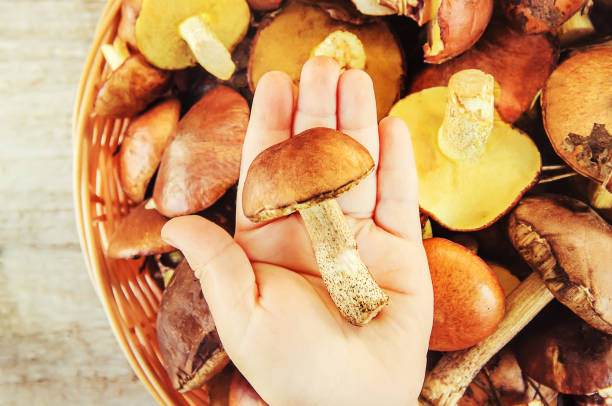 istock Forest mushrooms in the hands of a child. Selective focus. 1044719228