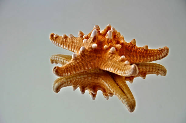 istock Natural Sea Star 1044721786