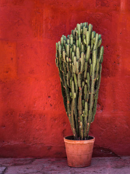 istock Green cactus over red textured wall 1044722114