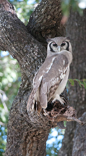 istock Giant Eagle Owl of Africa 104472221
