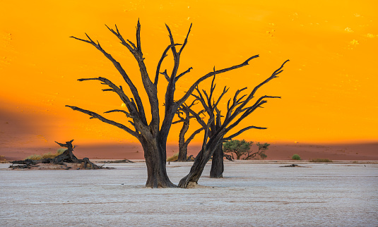 A golden sun sets over the red sands of the Kalahari Desert, South Africa