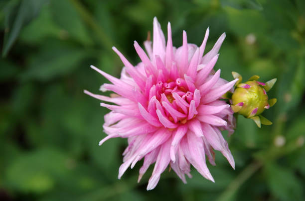 istock Pink Dahlia Beauty 1044722920