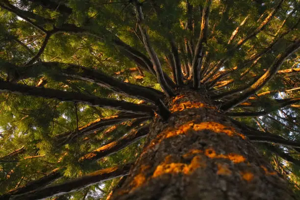 Photo of tree seen from below nature