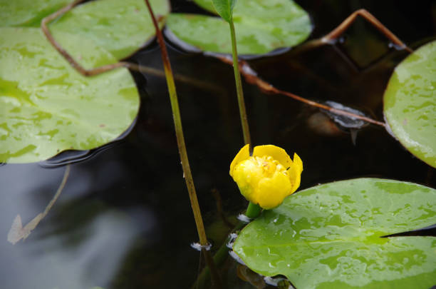 istock A Different Kind Of Lily 1044723216