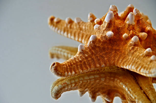 istock Sea Star Close Up 1044725440