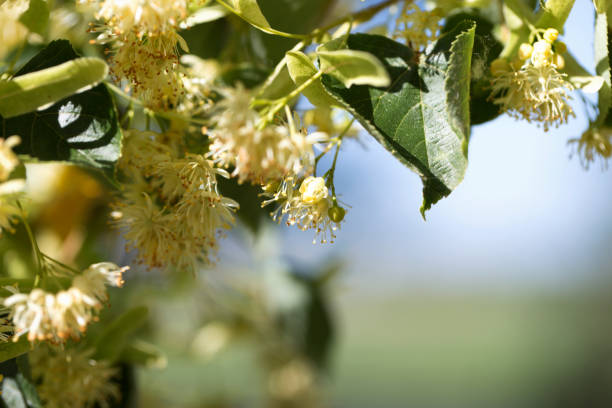 istock Blossoming linden tree. Linden tree in blossom. Nature background. 1044726526