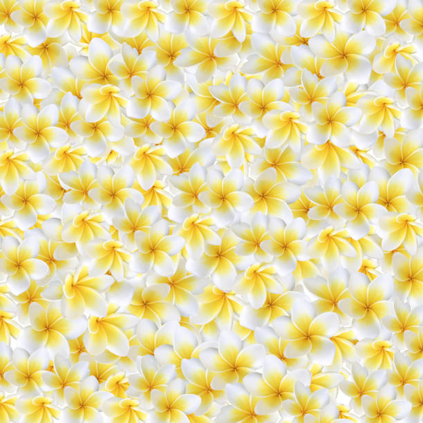 Frangipani flowers - vast collection of frangipani flowers in my portfolio