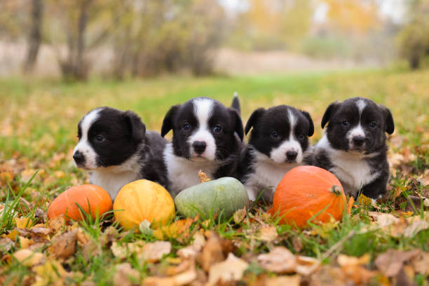 corgi puppies dogs with a pumpkin on an autumn background stock photo