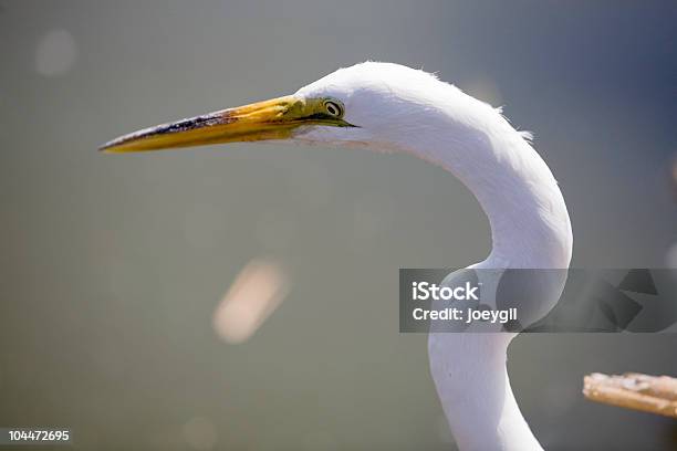 Airone Bianco Maggiore - Fotografie stock e altre immagini di Airone bianco maggiore - Egretta - Airone bianco maggiore - Egretta, Ambientazione esterna, Composizione orizzontale