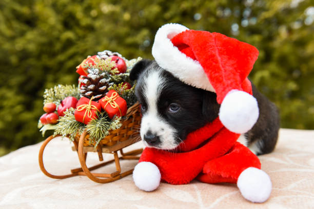 istock corgi puppy in santa hat 1044727036