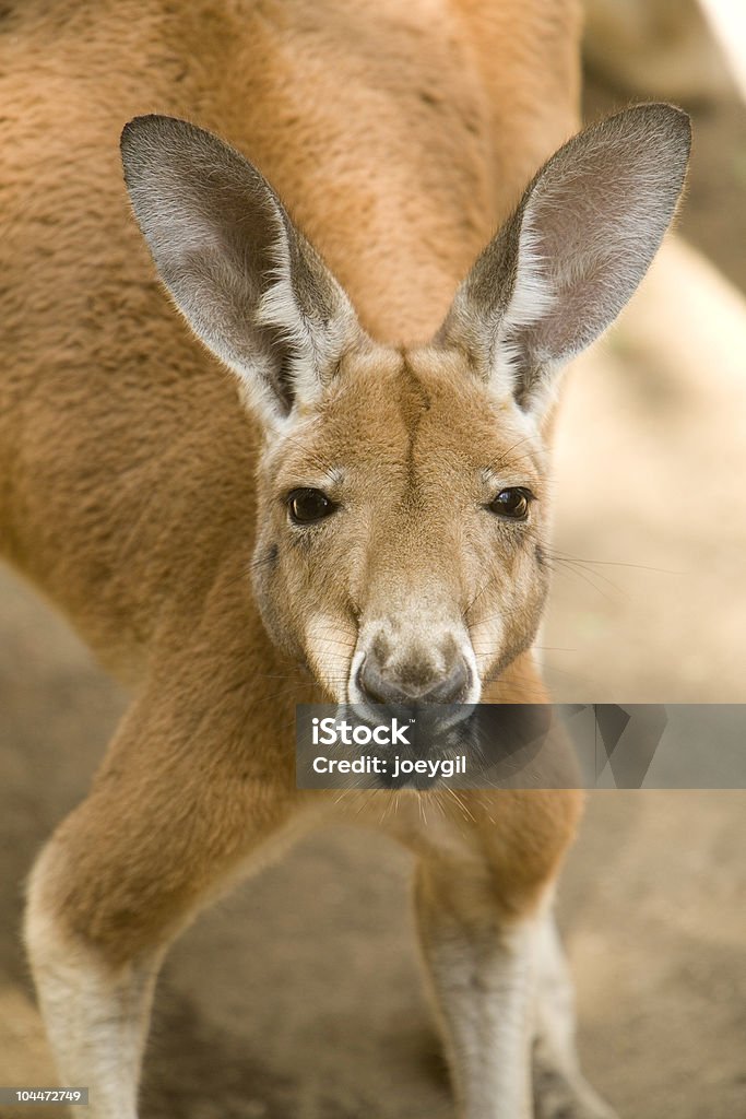 Kangourou roux - Photo de Kangourou roux libre de droits