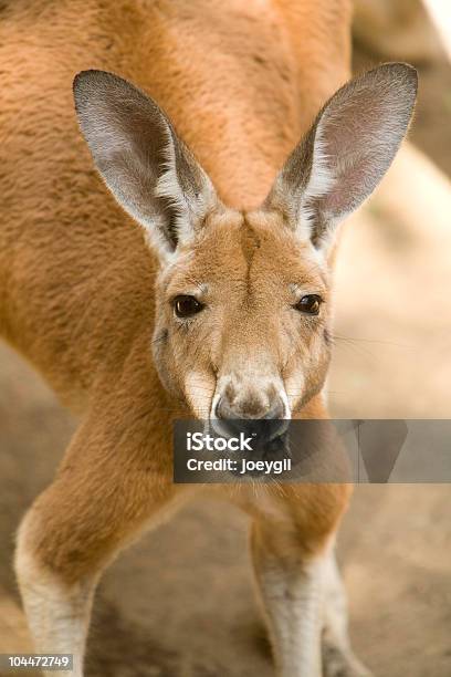 Foto de Canguruvermelho e mais fotos de stock de Canguru Vermelho - Canguru Vermelho, Fofo - Descrição Geral, Jardim Zoológico