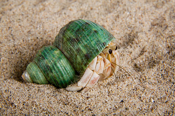 paguro terrestre - land hermit crab foto e immagini stock