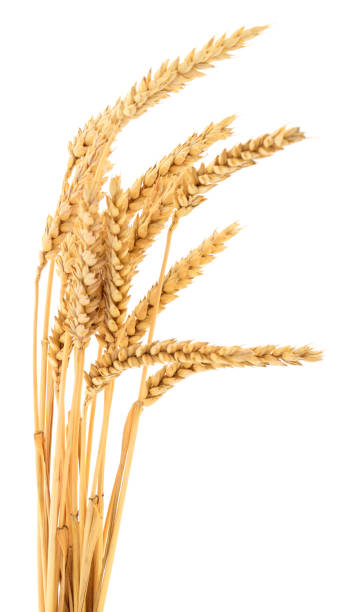 istock Ripe ears of wheat. 1044731318