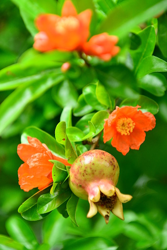 Punica granatum, or commonly called pomegranate, is shrub or small tree, native to south-western Asia. Pomegranate tree bears red flowers, which turn into fruits having seeds with juicy red pulp in a tough brownish-red rind.