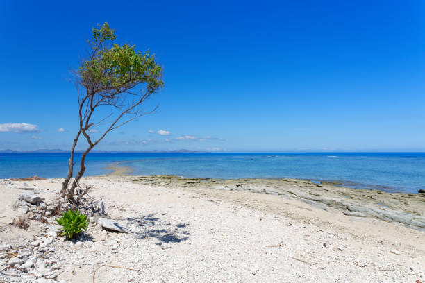 istock Tree on a white sandy beach in Fiji 1044732058