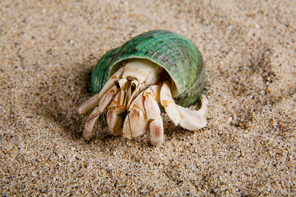 cangrejo ermitaño - land hermit crab fotografías e imágenes de stock