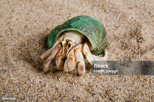 Foto de Eremitabernardo e mais fotos de stock de Eremita-Bernardo - Eremita-Bernardo, Verde - Descrição de Cor, Animal de estimação