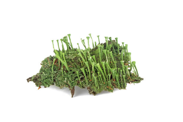istock forest moss on the ground isolated on white background 1044733008