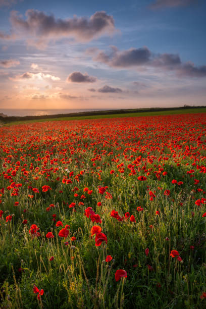 istock Sunlight over Poppies, Polly Joke, West Pentire, Cornwall 1044733036