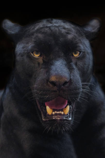 istock black panther shot close up with black background 1044735330
