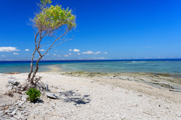 istock Tree on a white sandy beach in Fiji 1044736296