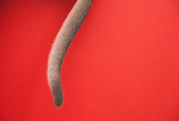 Photo of the tail of a kitten on a red background