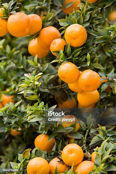 Orange Grove - zdjęcia stockowe i więcej obrazów Pomarańczowy sad - Pomarańczowy sad, Owoc, Arboretum