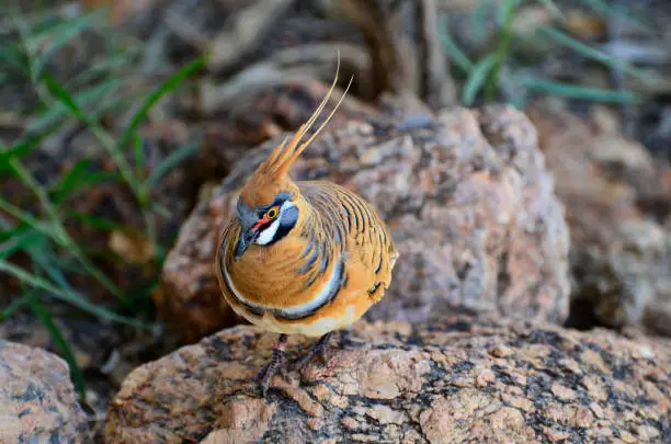 Australia, spinifex pigeon also known as the plumed-pigeon