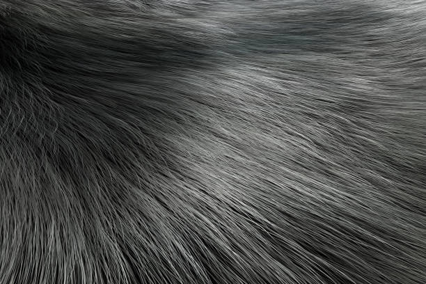istock Silver Color Animal Fur Texture of Wolf or Fox. 3d Rendering 1044742844
