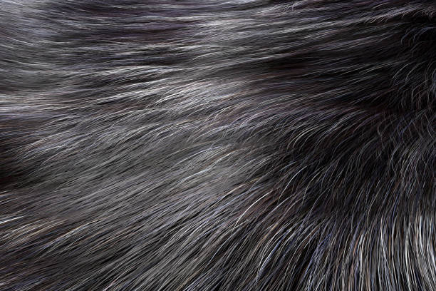 istock Silver Color Animal Fur Texture of Wolf or Fox. 3d Rendering 1044743684