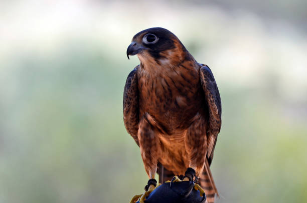 istock Australia, Zoology, Falcon 1044743772