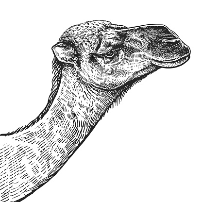 Camel. Realistic portrait of African animal. Vintage engraving. Vector illustration art. Black and white hand drawing. Head of Camel is close-up. Funny facial expressions of Wildlife Animal.