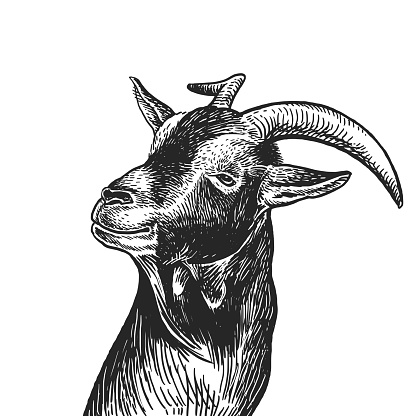 Goat. Realistic portrait of farm animal. Vintage engraving. Vector illustration art. Black and white hand drawing. Head of agricultural animal is close-up. Funny facial expressions. Cattle series.