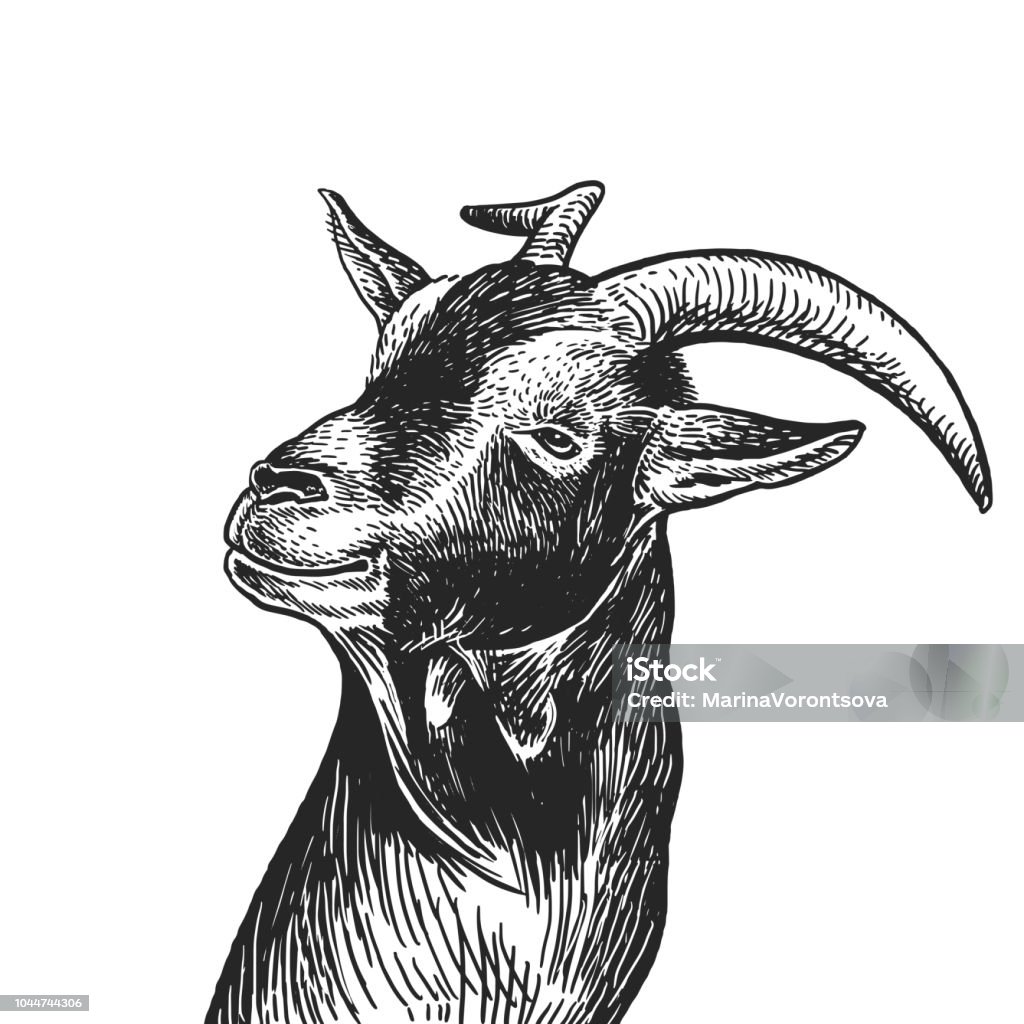 Realistic portrait of farm animal Goat. Vintage engraving. Black and white hand drawing. Vector Goat. Realistic portrait of farm animal. Vintage engraving. Vector illustration art. Black and white hand drawing. Head of agricultural animal is close-up. Funny facial expressions. Cattle series. Goat stock vector