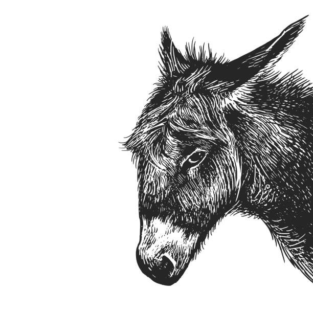 Realistic portrait of farm animal Donkey. Vintage engraving. Black and white hand drawing. Vector Donkey. Realistic portrait of farm animal. Vintage engraving. Vector illustration art. Black and white hand drawing. Head of agricultural animal is close-up. Funny facial expressions. Livestock series burro stock illustrations