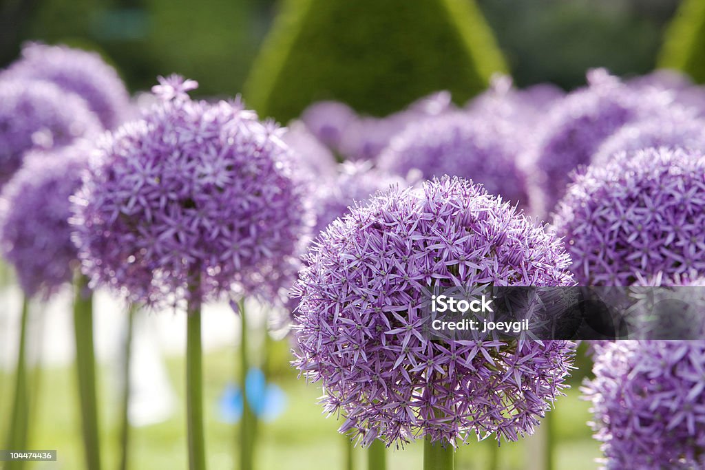 Allium violet - Photo de Fleur - Flore libre de droits