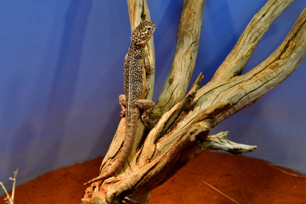 istock Australia, Zoology, Reptile 1044746840