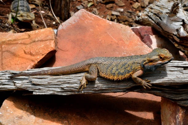 istock Australia, Zoology, Reptile, Lizard 1044747316